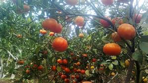 Bán cây cam canh trưởng thành toàn quốc